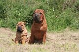 SHAR-PEI 839